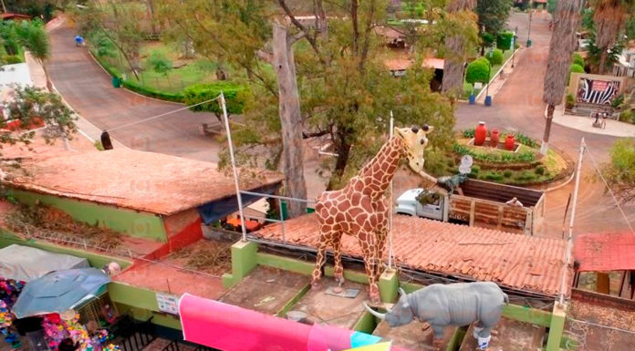 Invita el Zoológico de Morelia a conocer los 114 ejemplares nuevos de 23 diferentes especies.