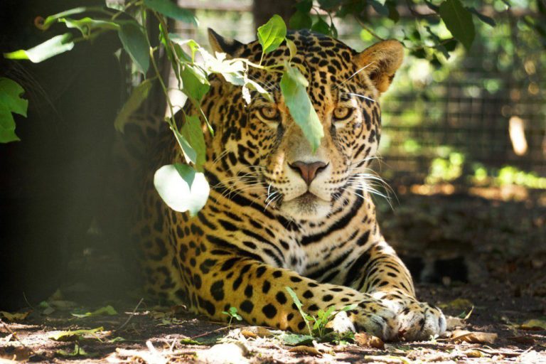 El Zoo de Morelia abrirá sus puertas la Noche de Muertos