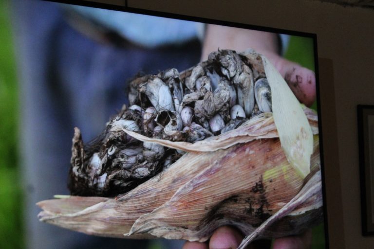 La siembra del maíz de Juan Pablo Elorriaga